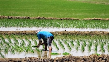 Paro agrario: Gobierno destina S/170 millones, pero gremios arroceros consideran que será insuficiente