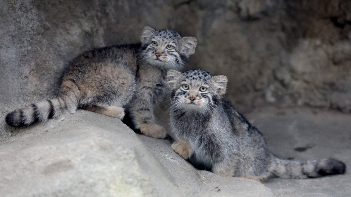 Zoólogico japonés exhibe fotos del «felino más gruñón del mundo»