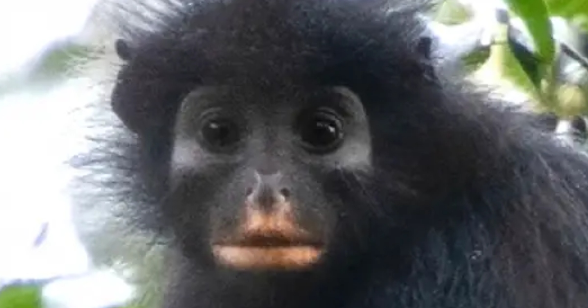 Científicos descubren nueva especie de mono con una «máscara» natural de colores en su rostro