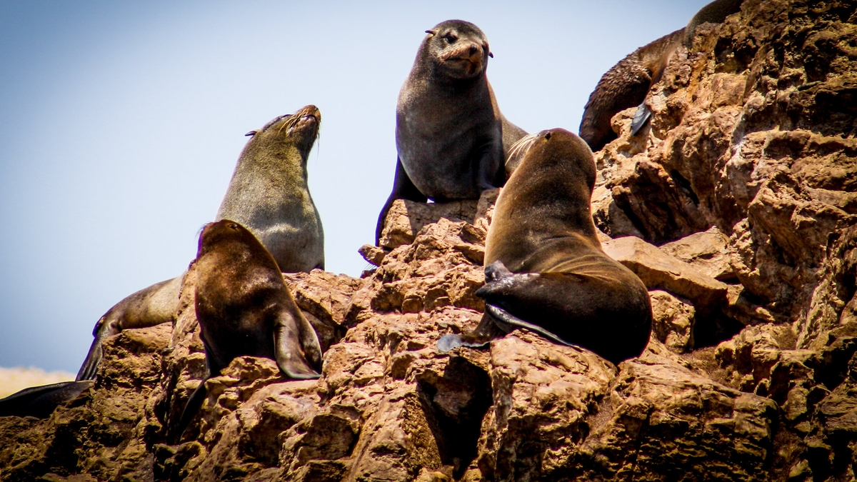 Muerte inusual de lobos marinos en áreas protegidas de Ica activa medidas de vigilancia del Sernanp