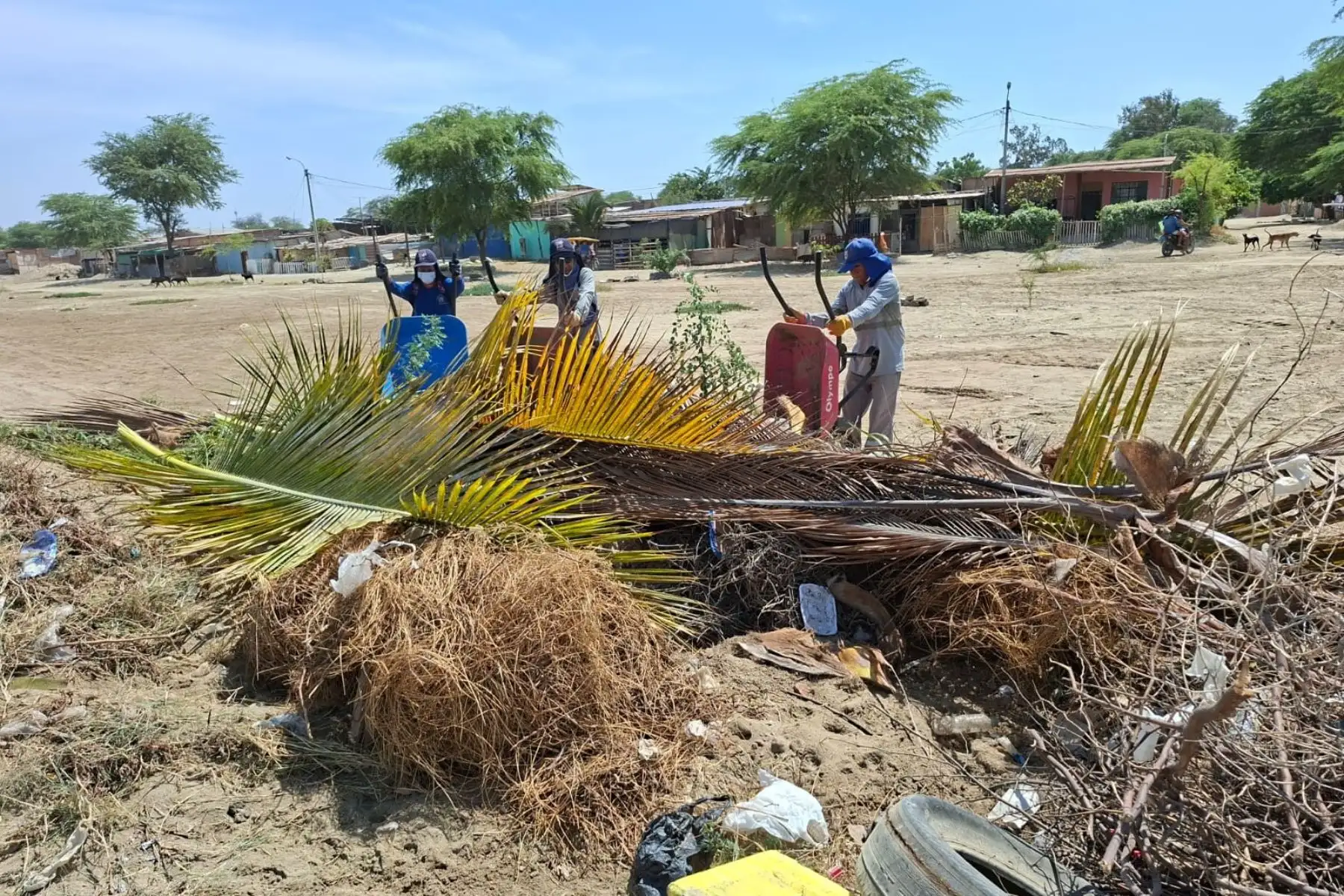 Piura: municipalidad erradica desmonte y residuos sólidos en el humedal Santa Julia
