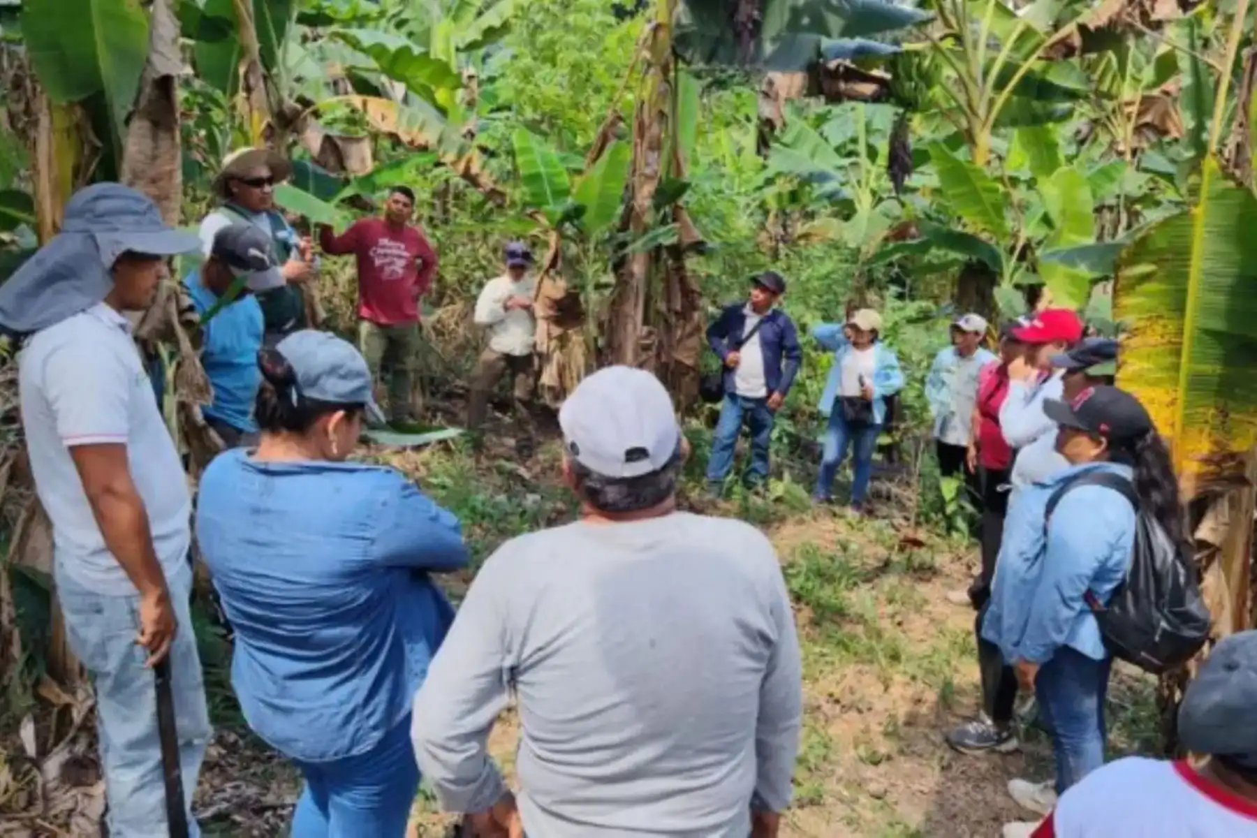 Loreto: capacitan a productores de plátano de Maynas para mejorar cultivos