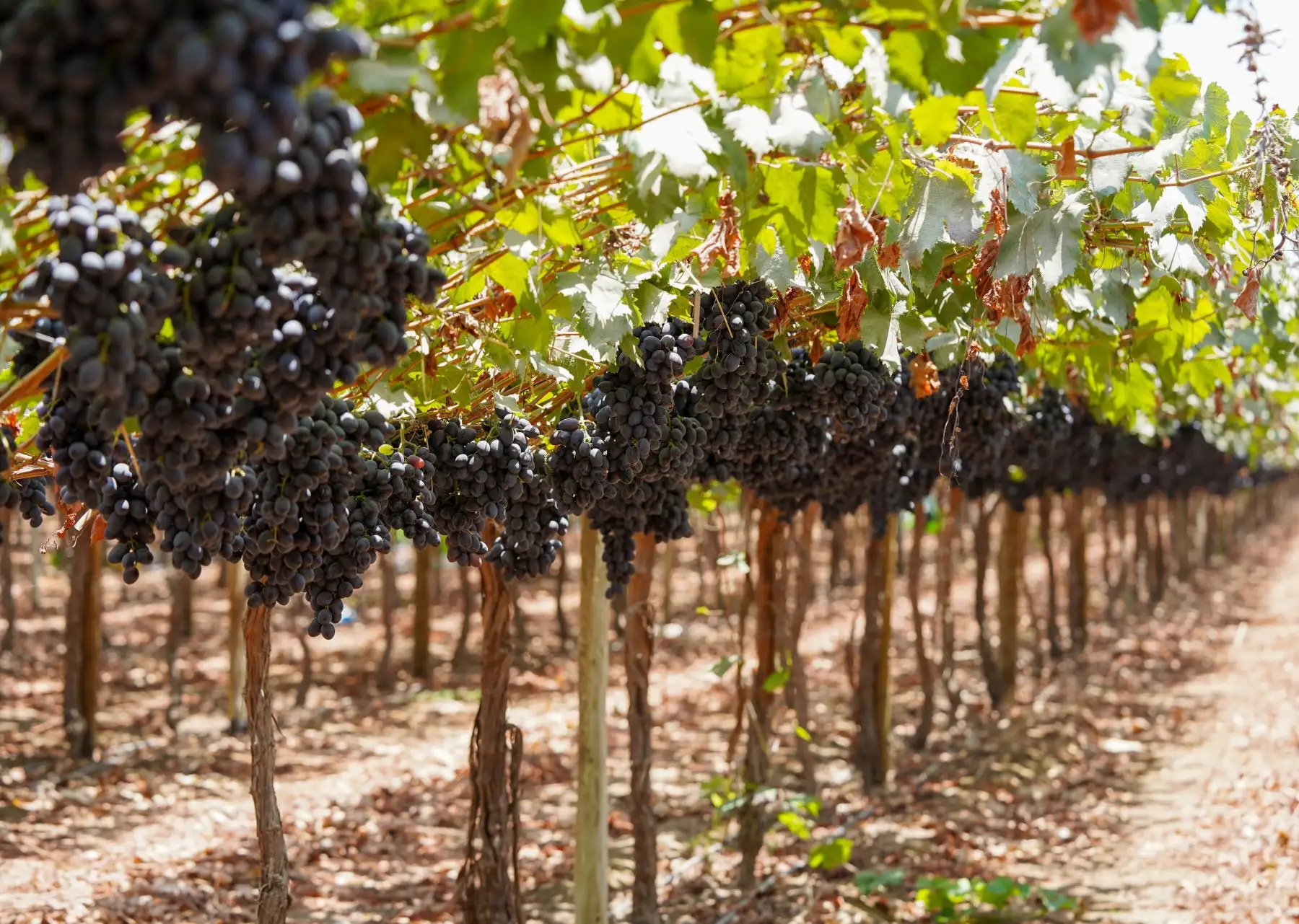 Productores de uva de mesa prevén que El Niño reduzca exportaciones en campaña 2026-2027