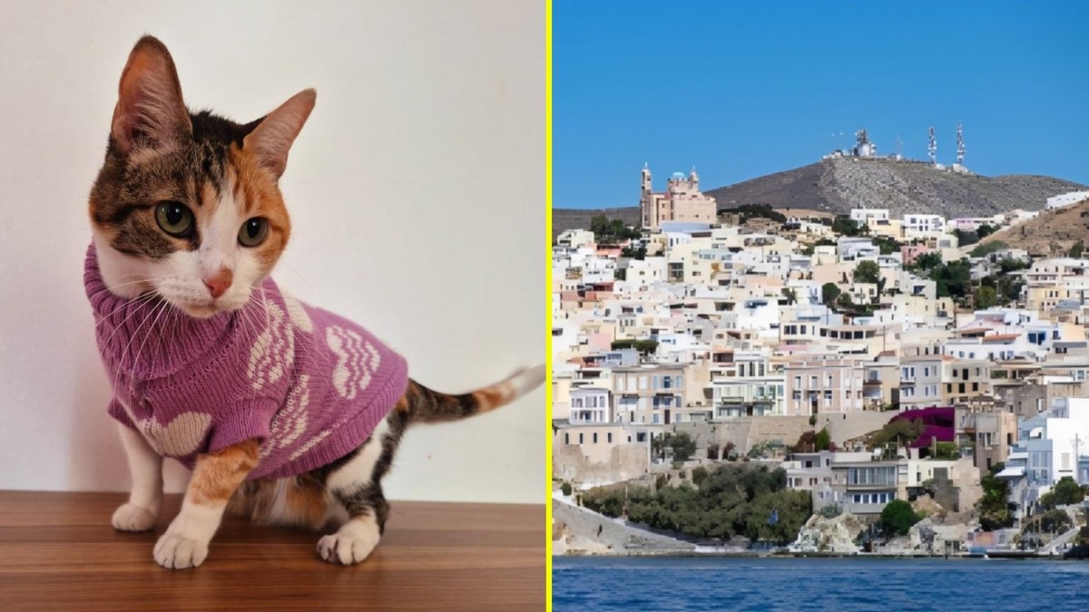 ¿Te gustaría cuidar gatos en una isla griega? Ofrecen alojamiento gratis y desayuno a voluntarios