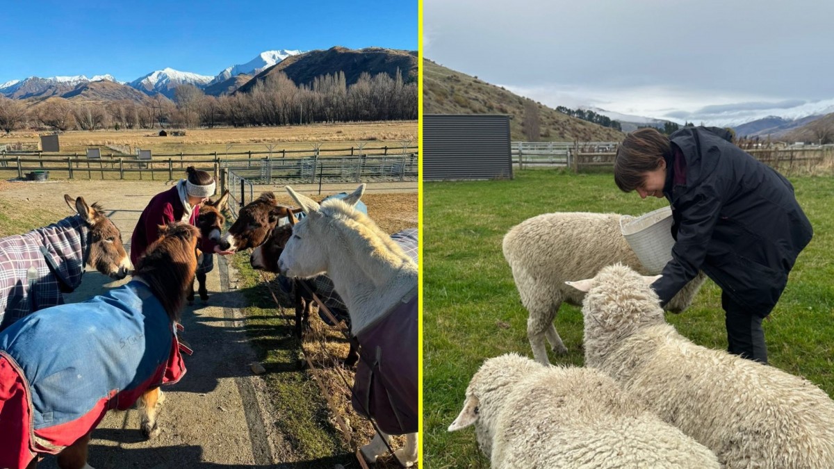 Ofrecen alojamiento y capacitación: Buscan voluntarios para cuidar caballos y animales rescatados en Nueva Zelanda