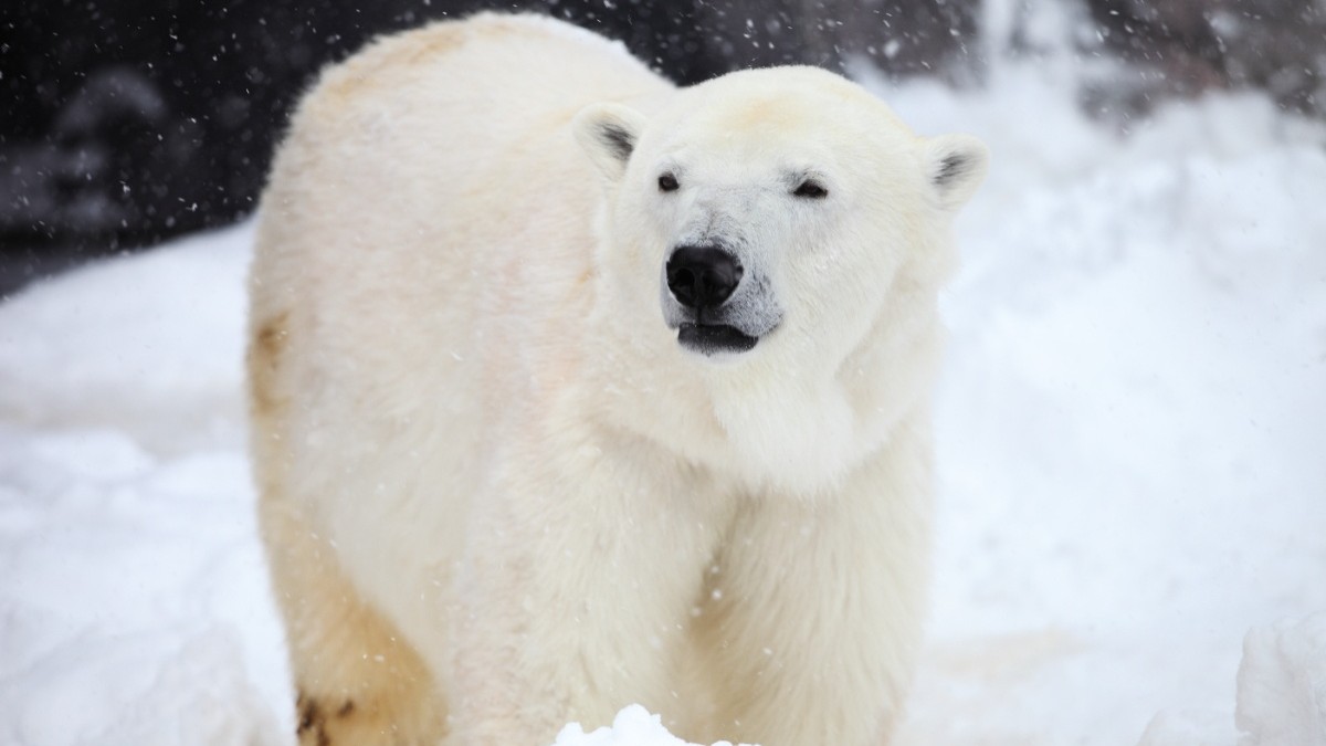Multan a turista en Noruega por despertar a un oso polar con la bocina de un crucero