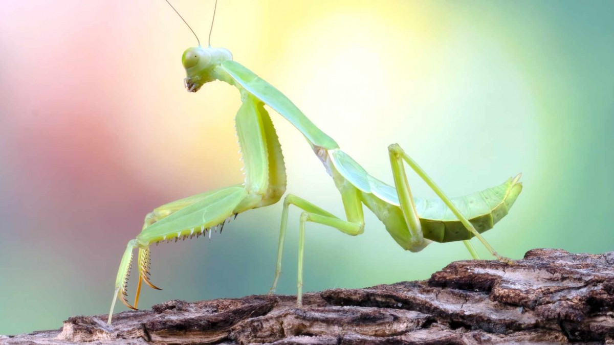 Mantis religiosa: El insecto caníbal que se expande por Alemania