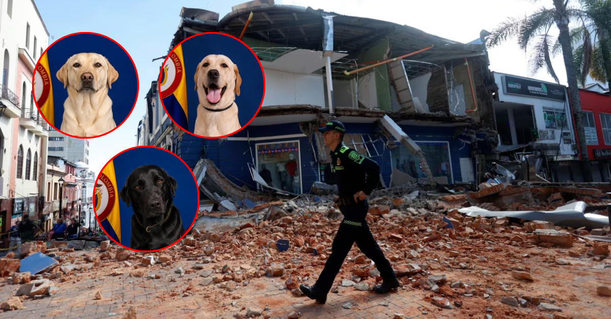 Terremoto de 7.4: Ejército de Colombia presenta a su equipo canino que realiza labores de rescate
