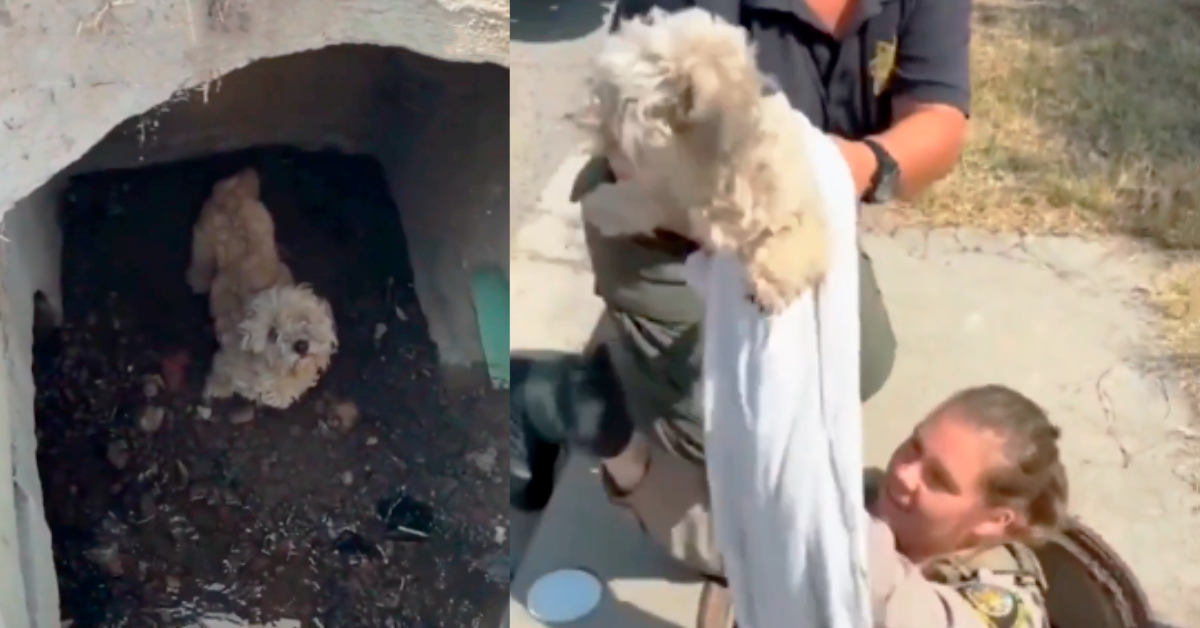 Rescatan a perrita atrapada en una alcantarilla que llevaba un mes perdida