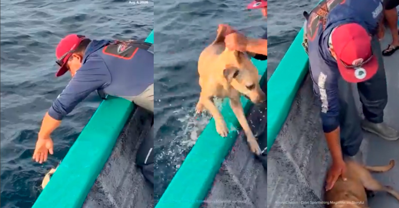 Pescadores hallan y rescatan a un perro que nadaba solo a 1,5 kilómetros de la costa