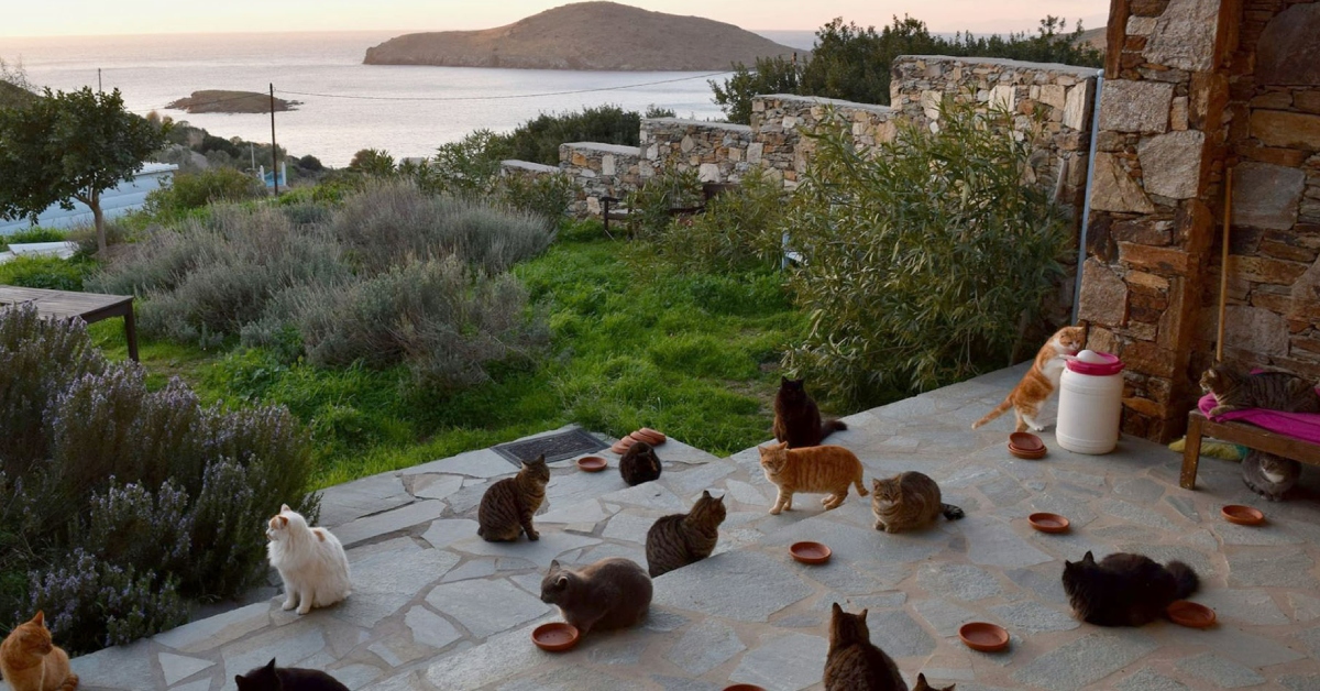 Grecia busca voluntarios para vivir gratis en una isla a cambio de cuidar gatos: incluyen alojamiento y desayuno