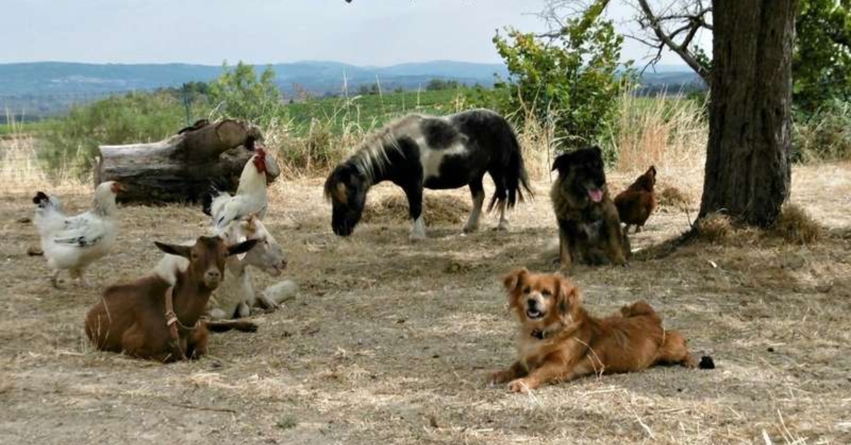 ¿Buscas vivir gratis en Portugal? Ofrecen comida y alojamiento a cambio de cuidar animales
