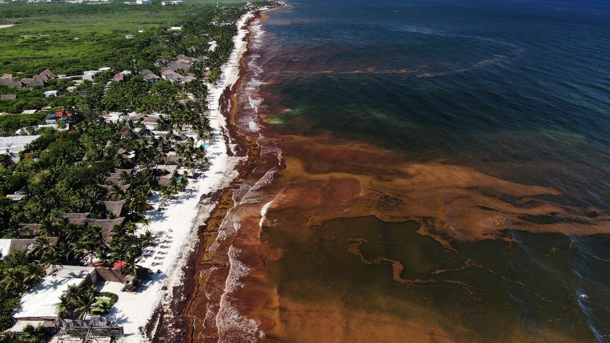 El Caribe mexicano enfrenta su peor temporada de sargazo: 90.000 toneladas flotan frente a Quintana Roo