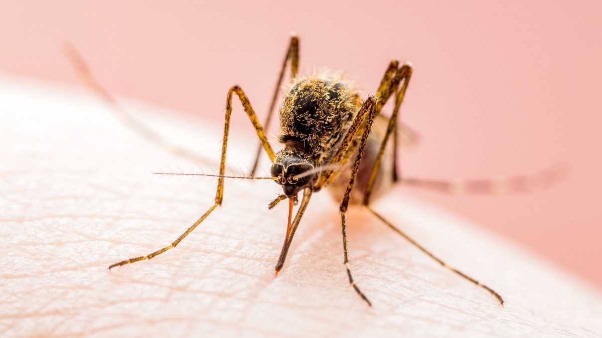 Imparable avance del mosquito que propaga el virus del Nilo