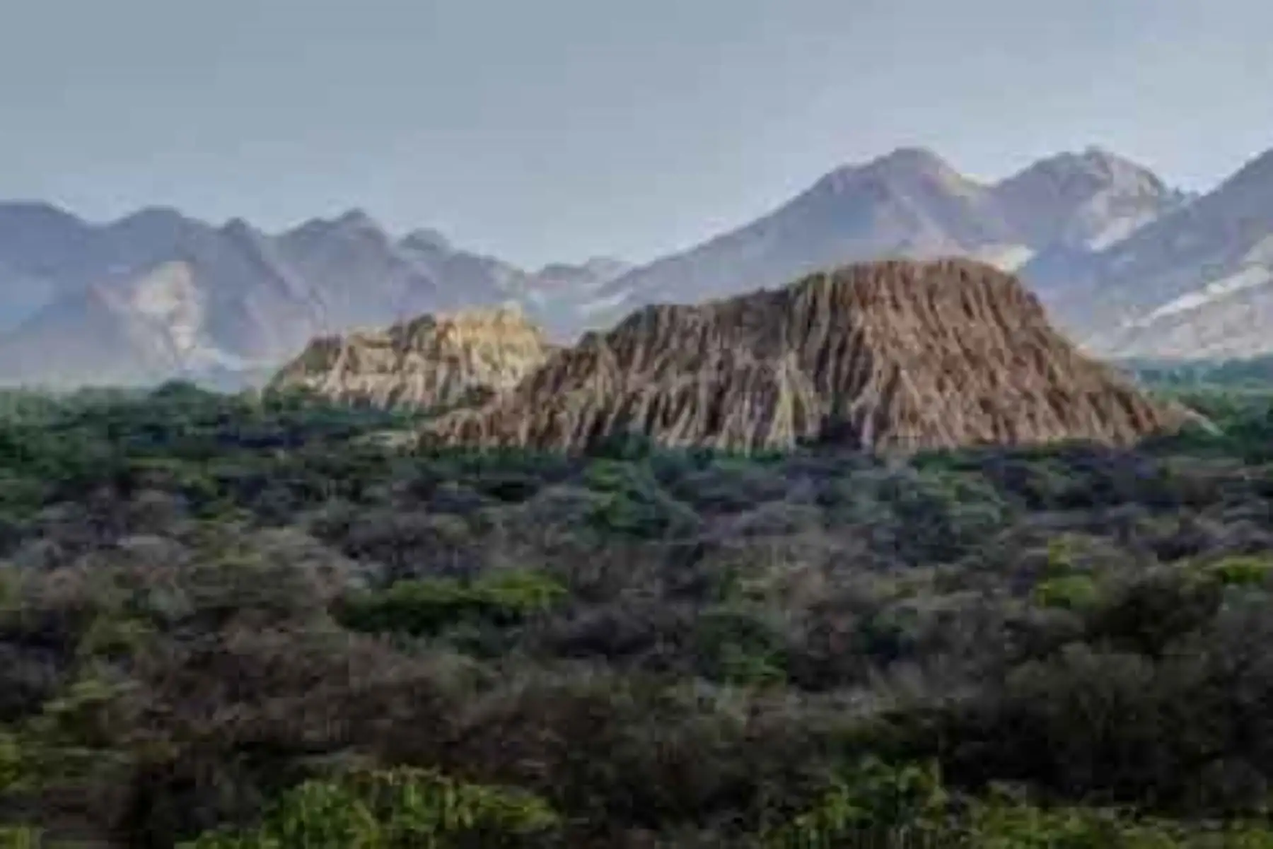 ¡Buenas noticias! Bosque de Pómac recupera presencia de turistas extranjeros