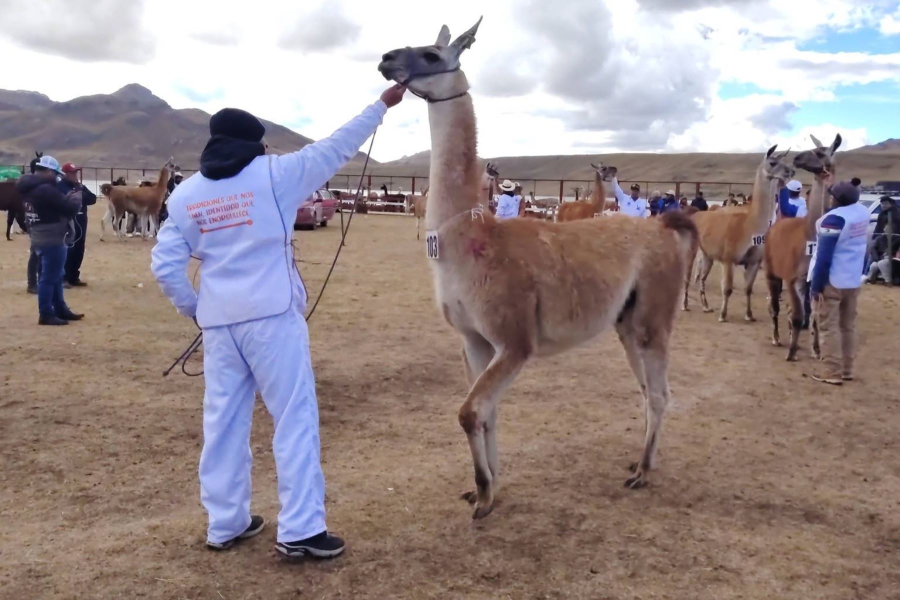 Junín: Marcapomacocha revaloró la ganadería altoandina con V Festival de la Llama
