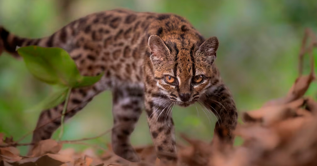 Hallazgo histórico: descubren la primera nueva especie de gato silvestre después de 100 años