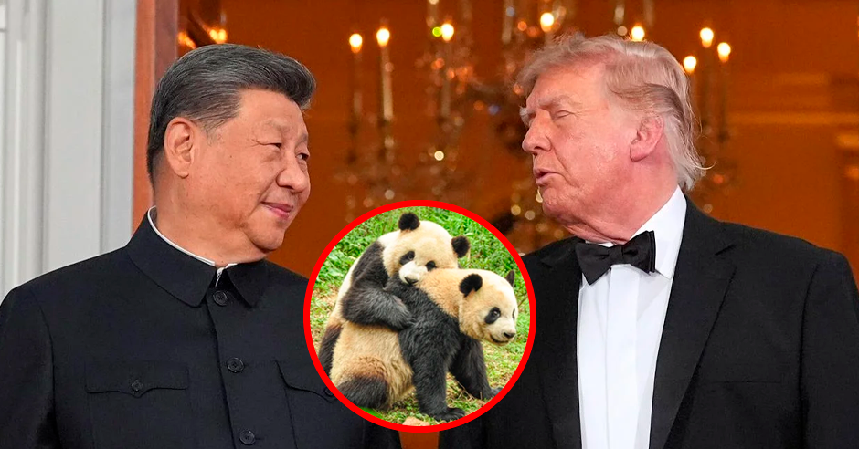 Xi Jinping anuncia ante Donald Trump el envío de dos pandas gigantes a EE.UU. en un nuevo gesto de diplomacia bilateral
