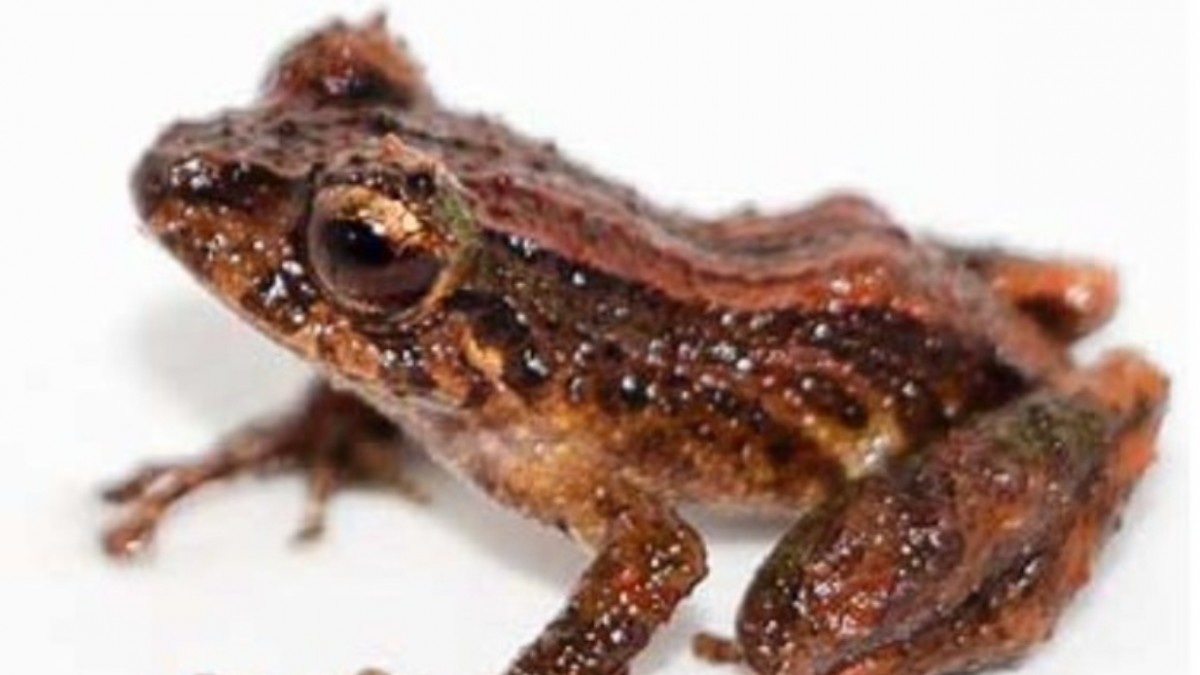 Hallan en Ecuador a «desconcertante»: Una nueva especie de rana diminuta y venenosa